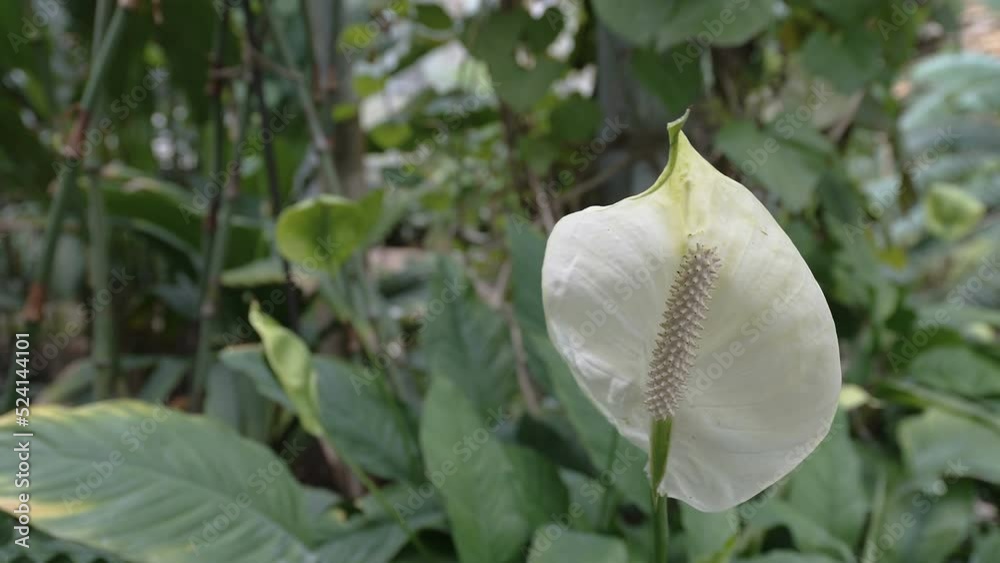 The white blooming petal of the flower with the stamen out in the garden in Estonia The white blooming petal of the flower with the stamen out in the garden in Estonia