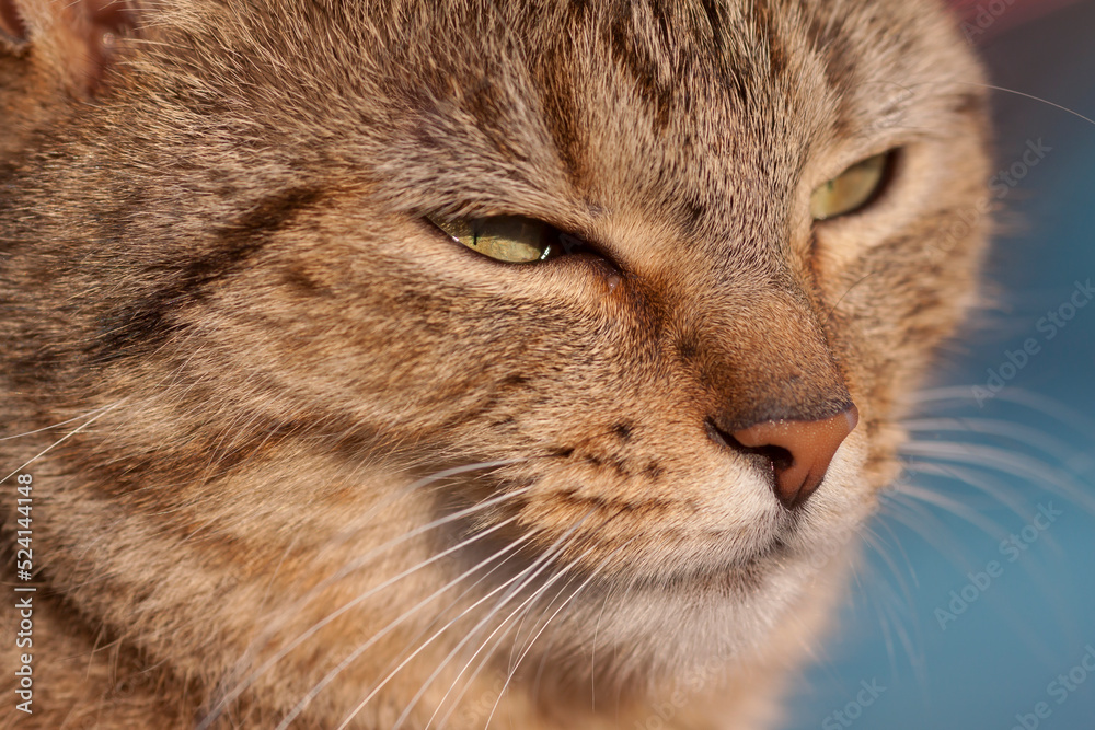 Hauskatze (Felis silvestris catus) Hauskatze (Felis silvestris catus)