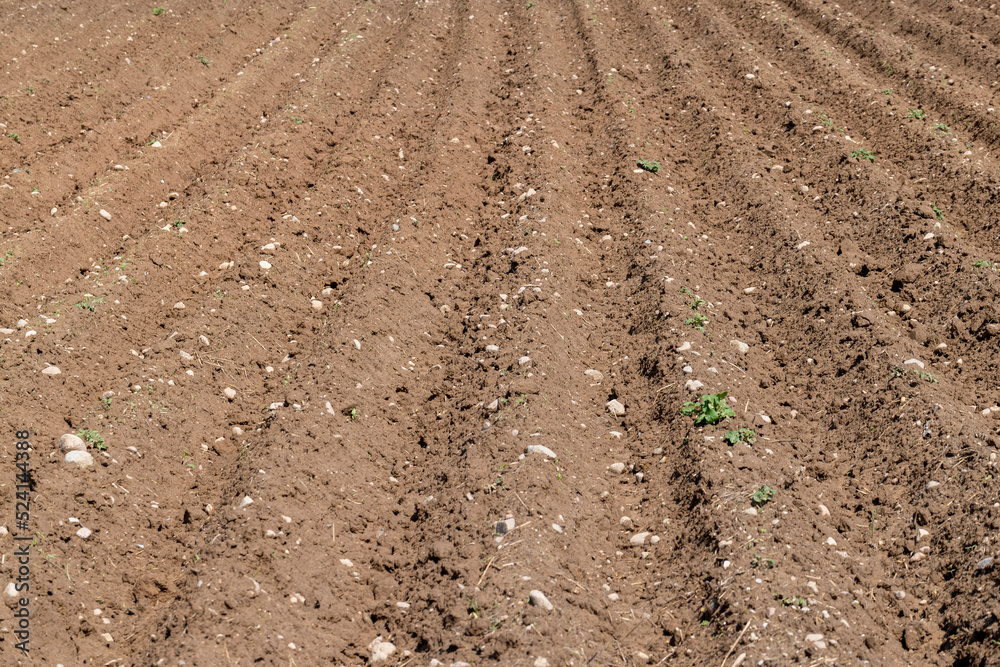 A field with furrows in which potatoes grow A field with furrows in which potatoes grow