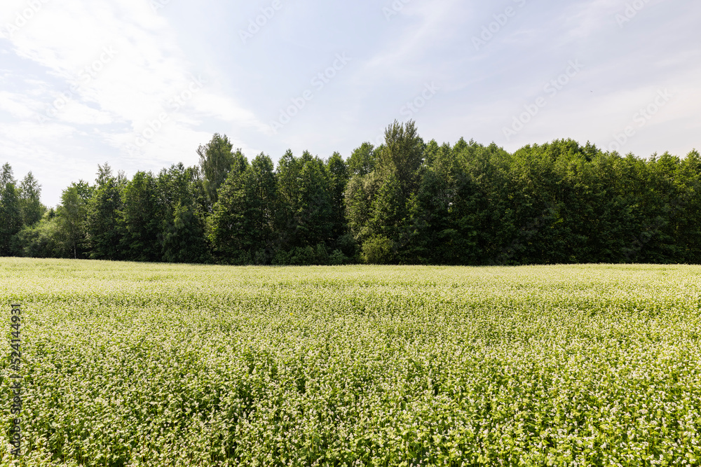 Agricultural field where buckwheat blooms Agricultural field where buckwheat blooms