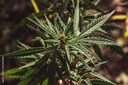 Close-up of young cannabis leaves. Cannabis is a confrontation between a drug and a medicine. growing organic cannabis background grass on a farm.