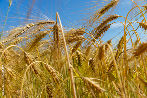 Agricultural wheat field with unripe wheat