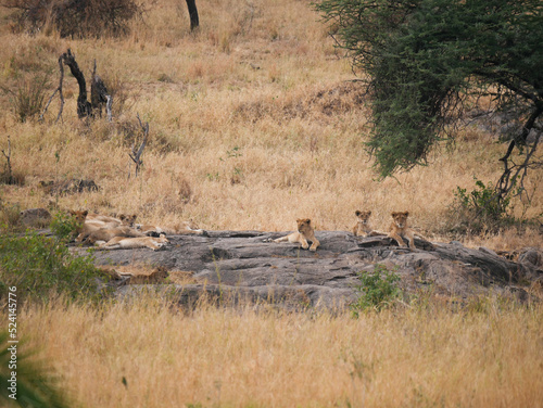 Lions clan in the Savannah on a rock