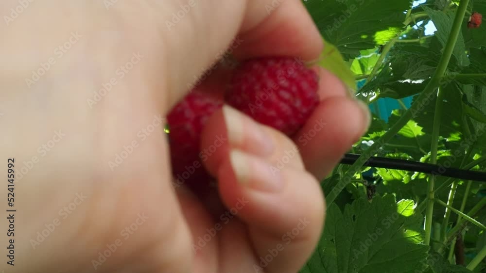 A boy's hand plucks a ripe raspberry from a bush. Ripe raspberries. Harvesting raspberries. Raspberries - harvesting from a bush. A hand holds a red raspberry. A boy's hand plucks a ripe raspberry from a bush. Ripe raspberries. Harvesting raspberries. Raspberries - harvesting from a bush. A hand holds a red raspberry.