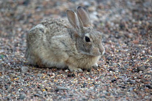 Bunny sitting in some gravel eating seeds