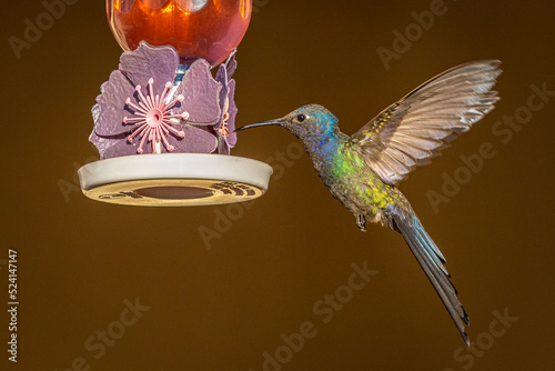 Pássaro Beija-Flor Voando Brazil