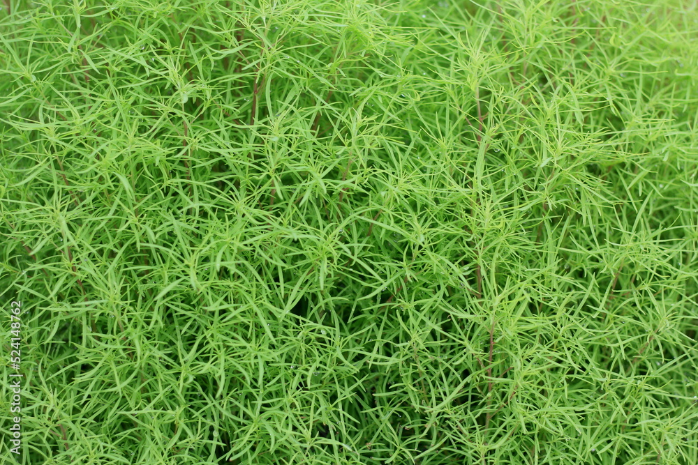 コキヤの接写。 花びらはなく雄蕊5本めしべ1本があり、めしべの中に種ができます。 コキヤの接写。 花びらはなく雄蕊5本めしべ1本があり、めしべの中に種ができます。