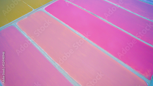 COLORADAS