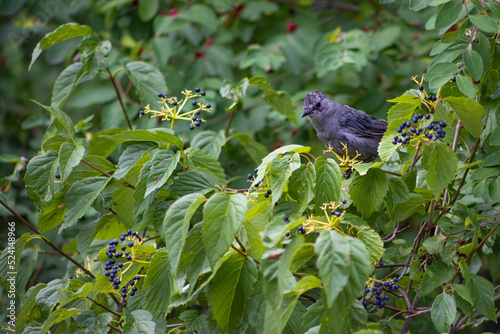 Songbird Perched on Arrowwood Viburnum Enjoying The Fruit