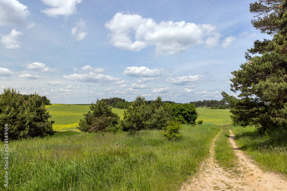 Fototapeta premium Yellow-flowering rapeseed in the summer