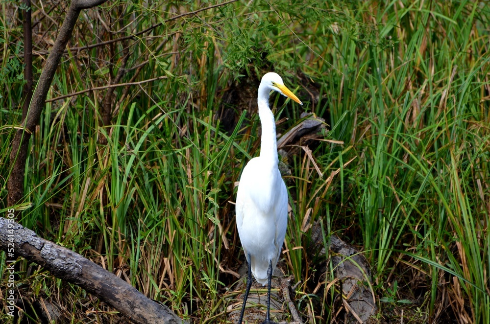 South Louisiana Swamp, Swamp landscape and wildlife seen during an Airboat Tour in South Louisiana, out of Laffite South Louisiana Swamp, Swamp landscape and wildlife seen during an Airboat Tour in South Louisiana, out of Laffite