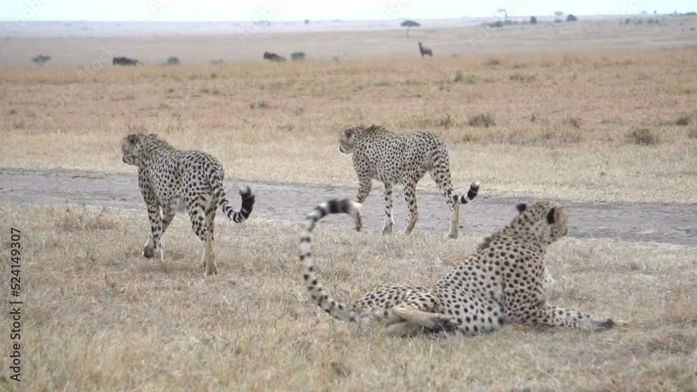 Three male cheetah leave together to go hunting. Three male cheetah leave together to go hunting.