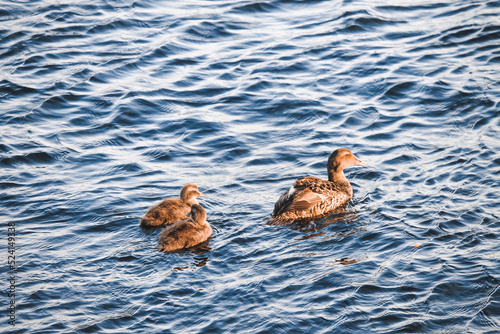 Maman canard avec ces canetons photo