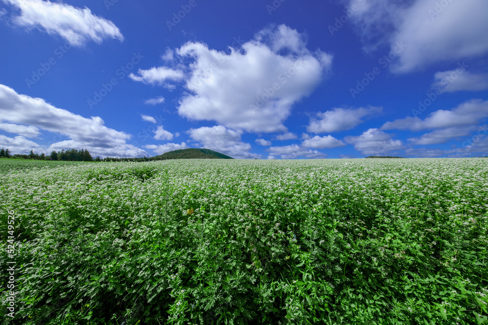 buckwheat flower buckwheat flower