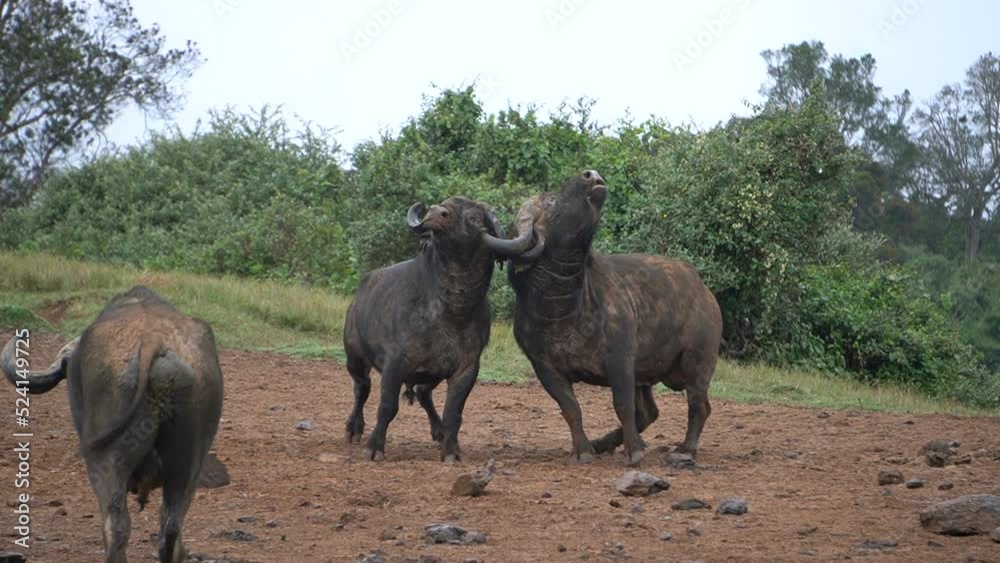 Two bull buffalos are finally able to disengage from locked horns Two bull buffalos are finally able to disengage from locked horns