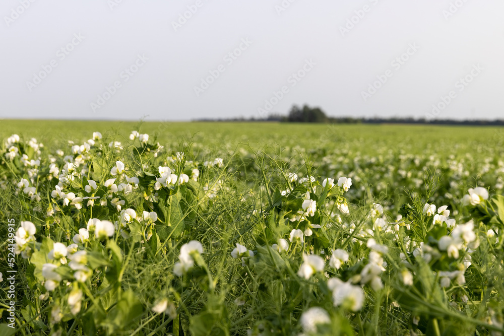 An agricultural field where green peas grow during flowering An agricultural field where green peas grow during flowering
