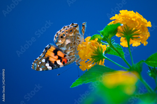 Farfalla a testa in giù 2  photo