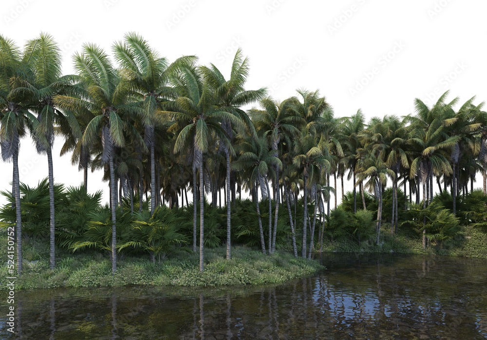 coconut  garden on a transparent background
