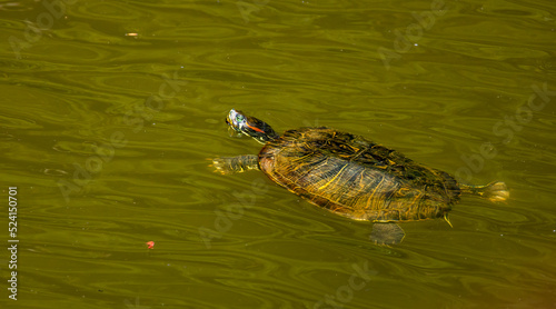 Red-eared slider swimming in the canal at Roswell Park in Georgia.