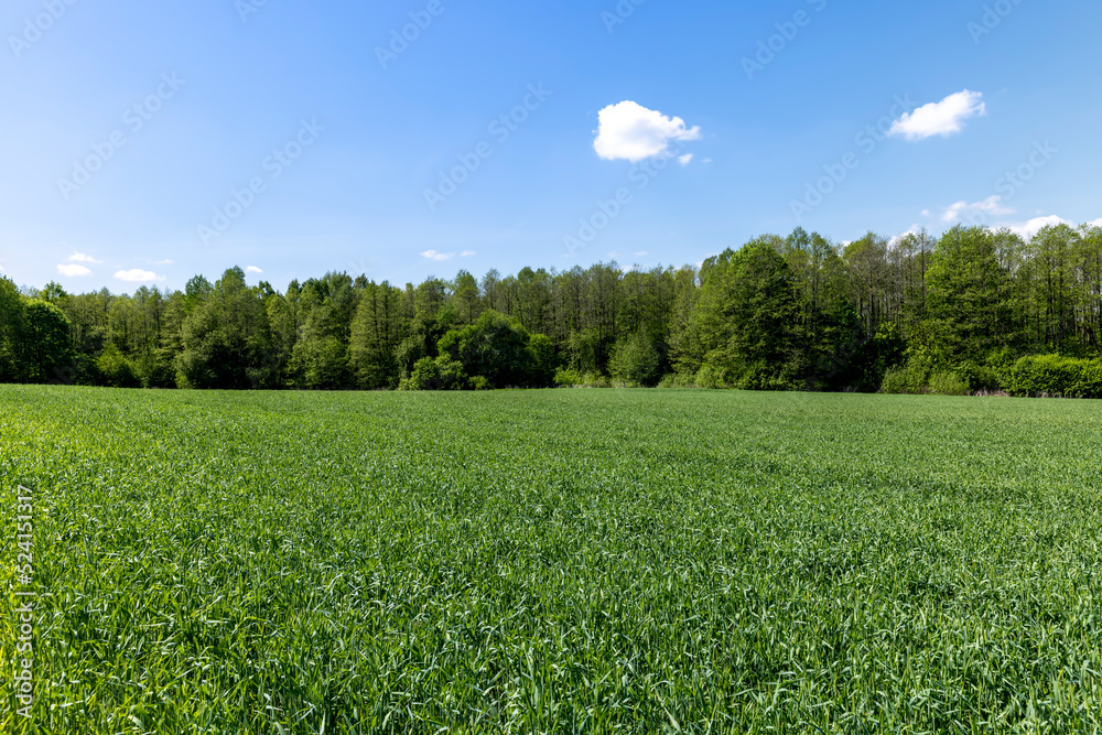 An agricultural field where green cereals grow An agricultural field where green cereals grow