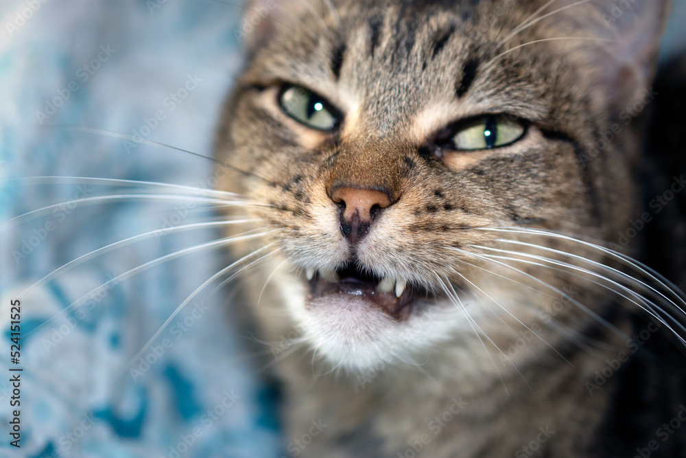 Close up of a gray striped tabby cat. 