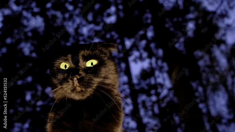halloween cat.Black cat close-up in a dark gloomy forest.Magic and Witch. look of a black cat. Halloween symbol.Black cat on tree silhouettes background.4k footage