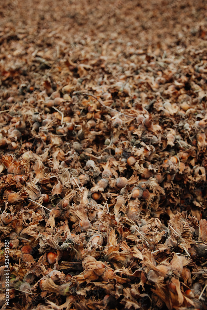 hazelnut crowded field organic hazelnut crowded field organic