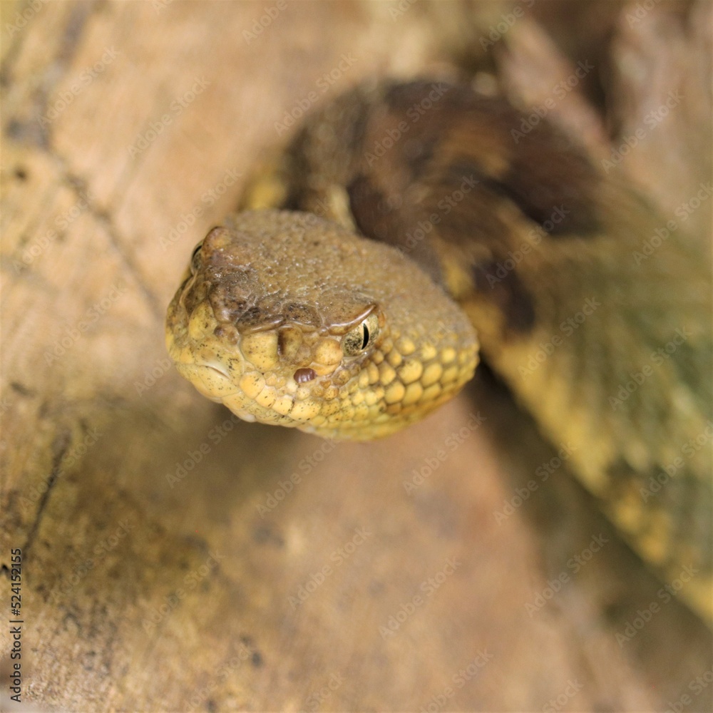 Stealth Timber Rattlesnake Rattler Rattle Snake Stealth Timber Rattlesnake Rattler Rattle Snake
