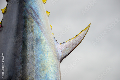 A large Atlantic bluefin tuna, common tunny, hangs in a fish market by its tail. The raw fish has colorful silver grey shiny skin, bright yellow finlets, and a narrow fin with yellow edging.  photo