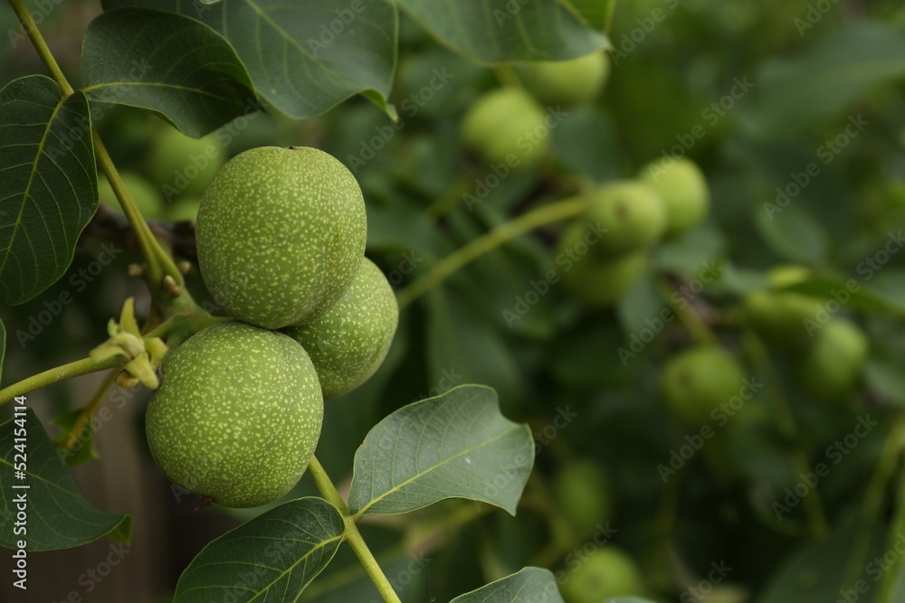 Green unripe walnuts on tree branch, closeup