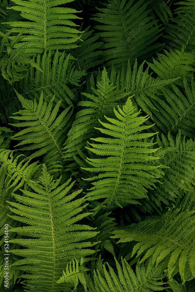 Beautiful fern with lush green leaves growing outdoors Beautiful fern with lush green leaves growing outdoors