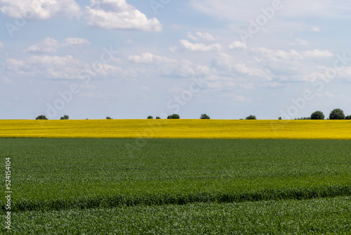 An agricultural field where green cereals grow