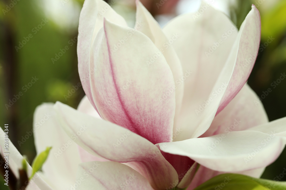 Fototapeta premium Magnolia tree with beautiful flower on blurred background, closeup
