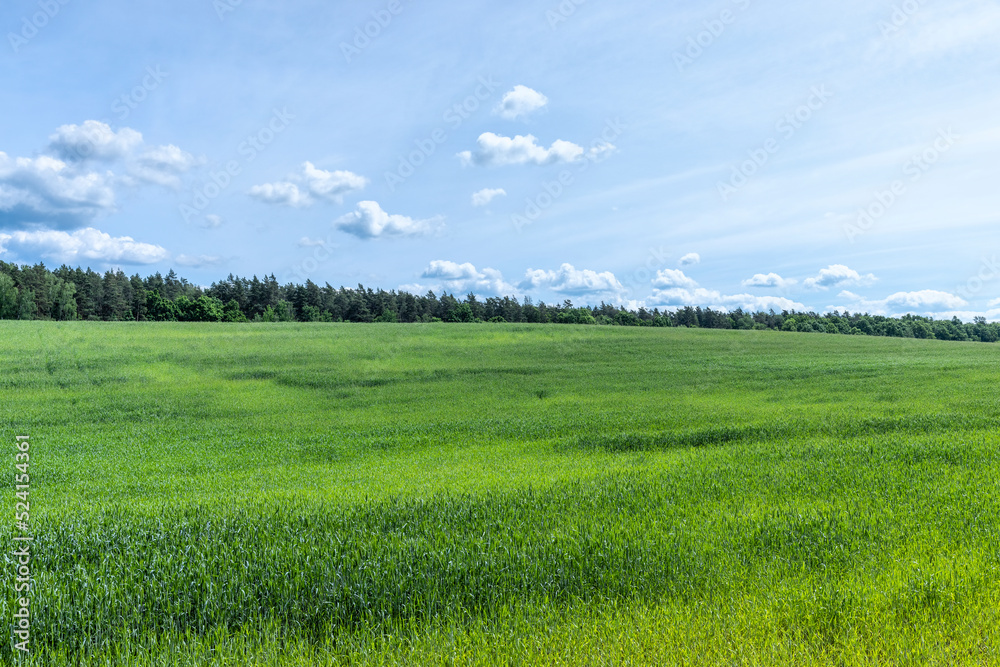 An agricultural field where green cereals grow An agricultural field where green cereals grow