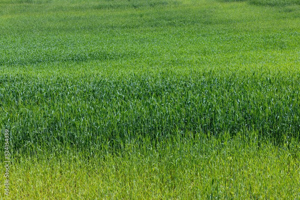 Obraz premium An agricultural field where green cereals grow