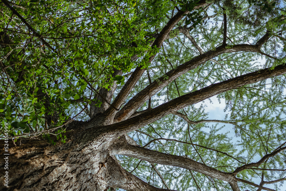 Fototapeta premium looking up at the sky and clouds through tree branches on tall, old tree