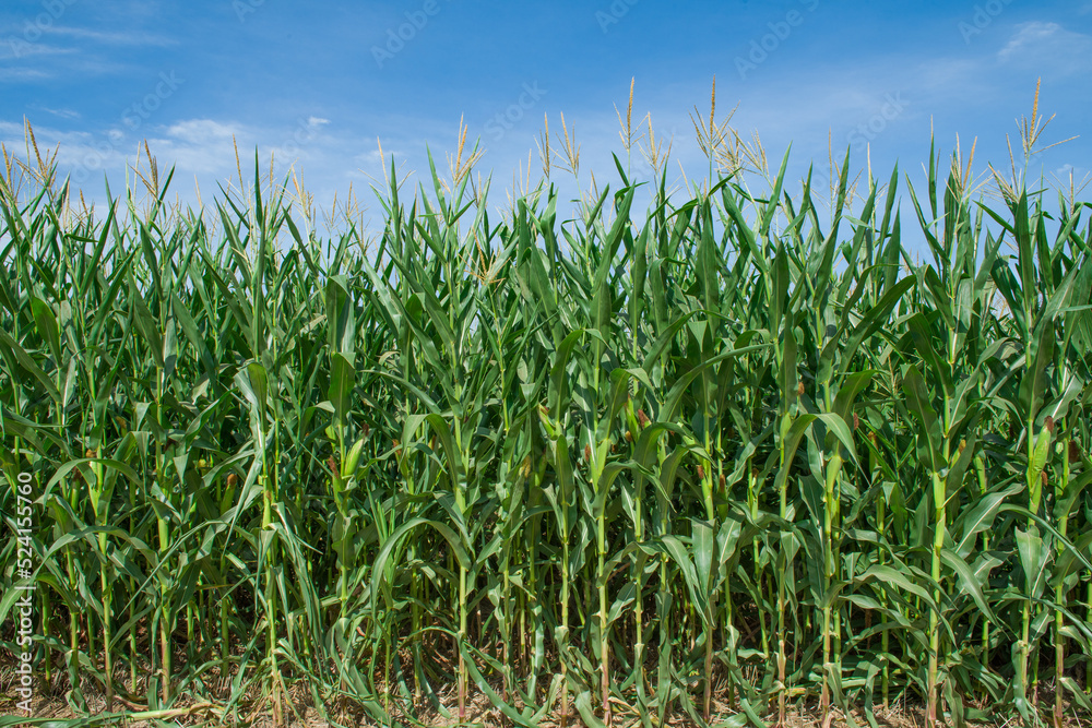 Green corn field and blue sky. Agricultural landscape. Green corn field and blue sky. Agricultural landscape.