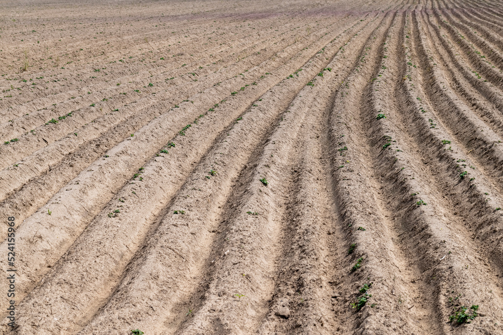 A field with furrows in which potatoes grow A field with furrows in which potatoes grow