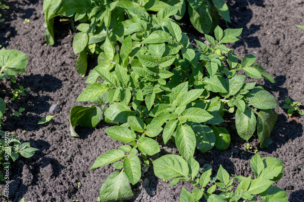 Obraz premium A field with furrows in which potatoes grow