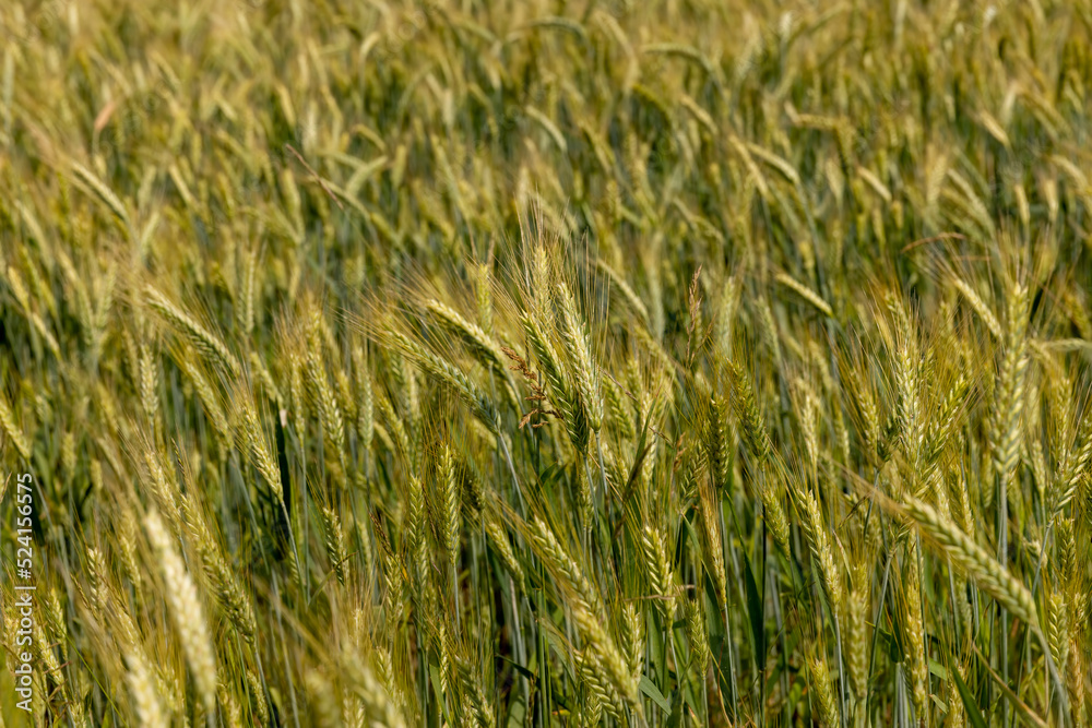 A field with unripe wheat in the summer season A field with unripe wheat in the summer season