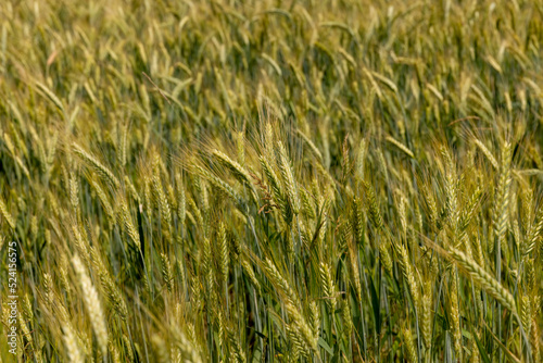 A field with unripe wheat in the summer season © rsooll