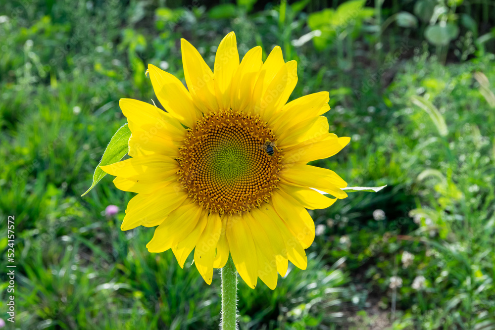 Fototapeta premium sunflower1