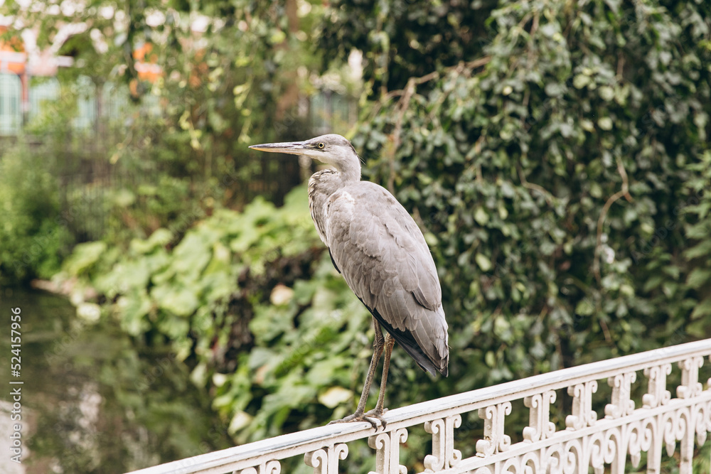 Fototapeta premium The grey heron (Ardea cinerea) in reeds