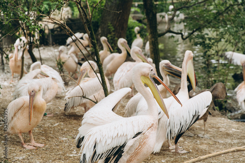 Photography Pelicans, Rosy Pelican, Pelicanus onocrotalus.