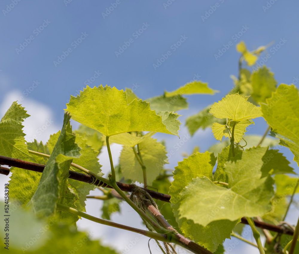 Green foliage of grapes in sunny windy weather Green foliage of grapes in sunny windy weather