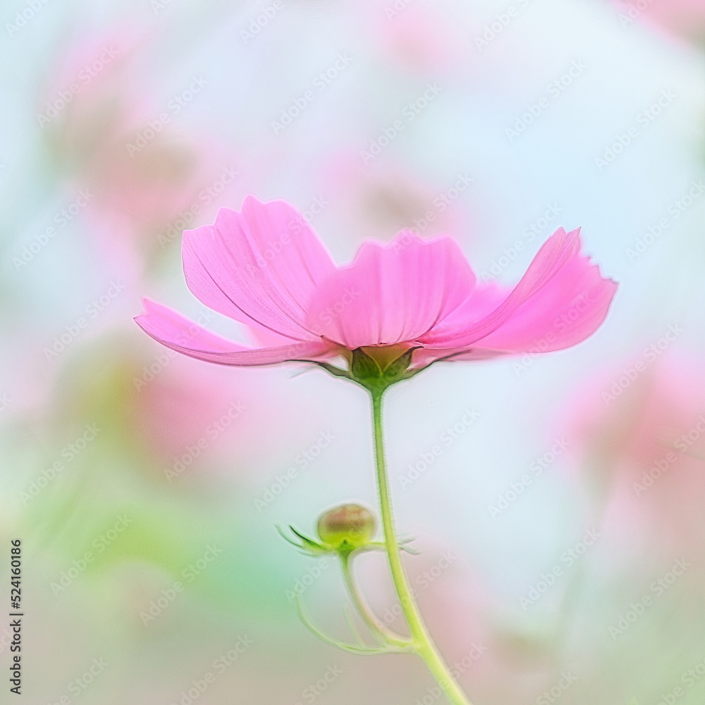 日本の秋は秋桜(コスモス)の花が見頃 日本の秋は秋桜(コスモス)の花が見頃