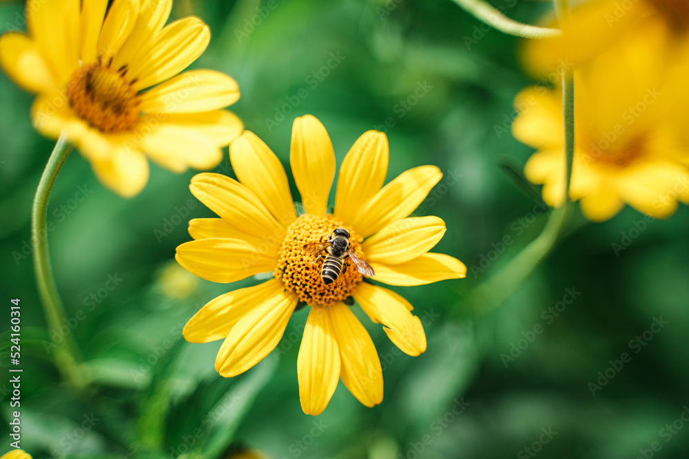 Obraz premium Honey bee and the yellow daisy