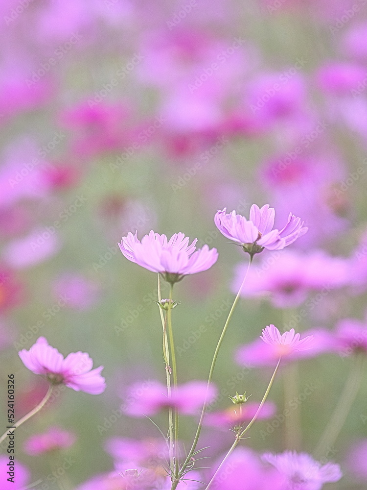 Fototapeta premium 日本の秋は秋桜(コスモス)の花が見頃