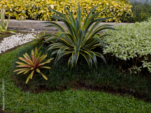 Plants in the park