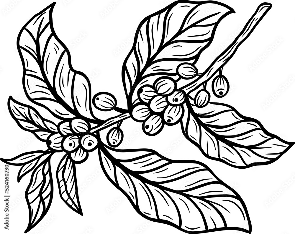 Fototapeta premium Branch of coffee with beans and leaf hand drawn illustration